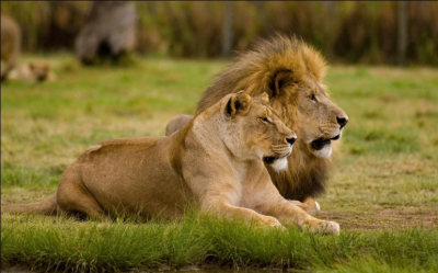 "Динамо" опровергло слухи о штрафе Макарова за пропуск тренировки