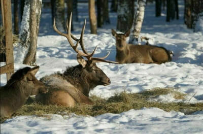 Правительство Москвы утвердило новое положение о национальном парке "Лосиный остров"