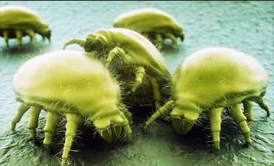 Эксперт объяснила, почему не стоит сразу заправлять кровать после сна