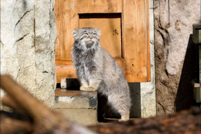 В Московском зоопарке родился кенгуру валлаби