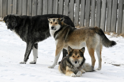 Столичные дети придумают имена для трех приютских собак "Биозоны"