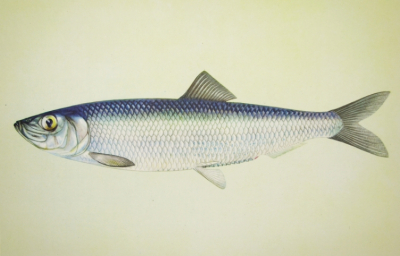 Российские рыбаки установили новый рекорд по вылову тихоокеанской сельди