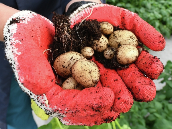 Путин признал нехватку собственного картофеля в России